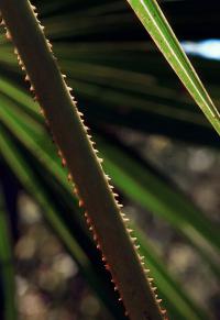 Corypha repens image