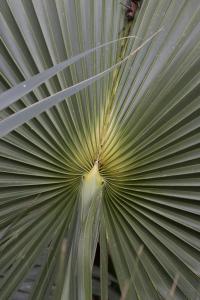 Corypha repens image