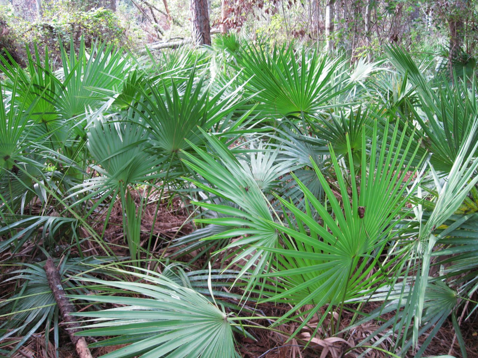 Corypha repens image