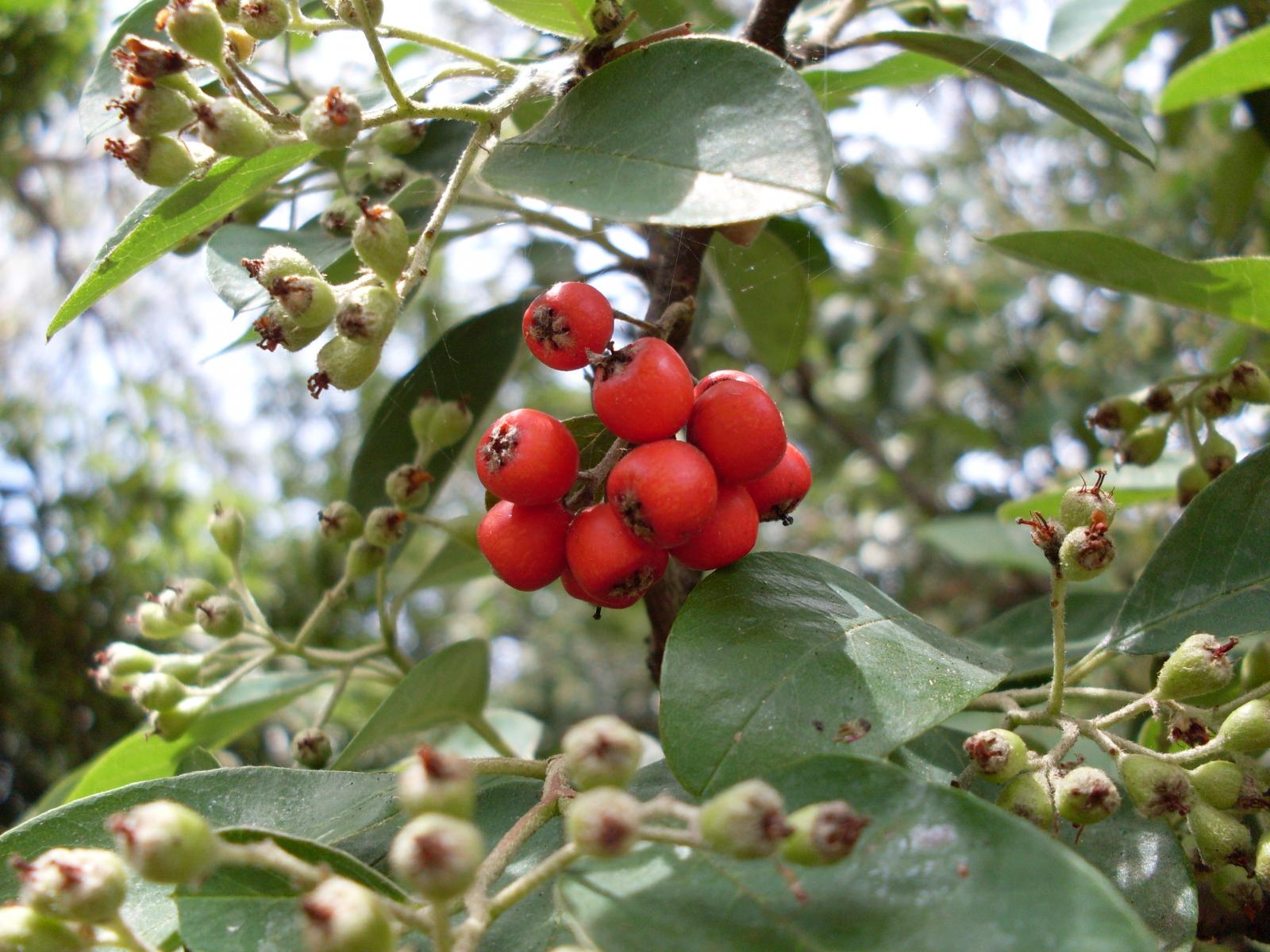 Cotoneaster glaucophyllus image