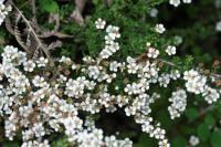 Image of Cotoneaster microphyllus