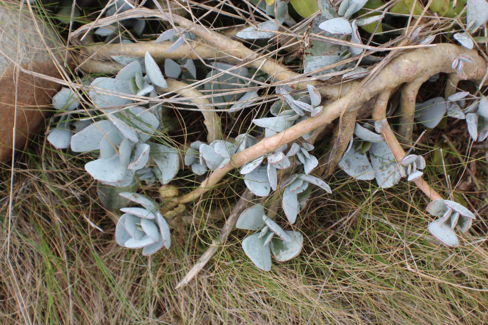 Cotyledon orbiculata image