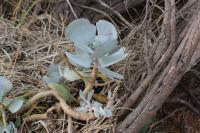 Cotyledon orbiculata image