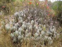 Cotyledon orbiculata image