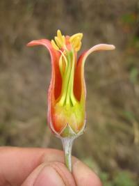 Cotyledon orbiculata image