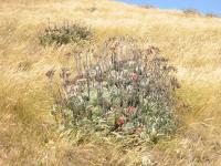 Cotyledon orbiculata image