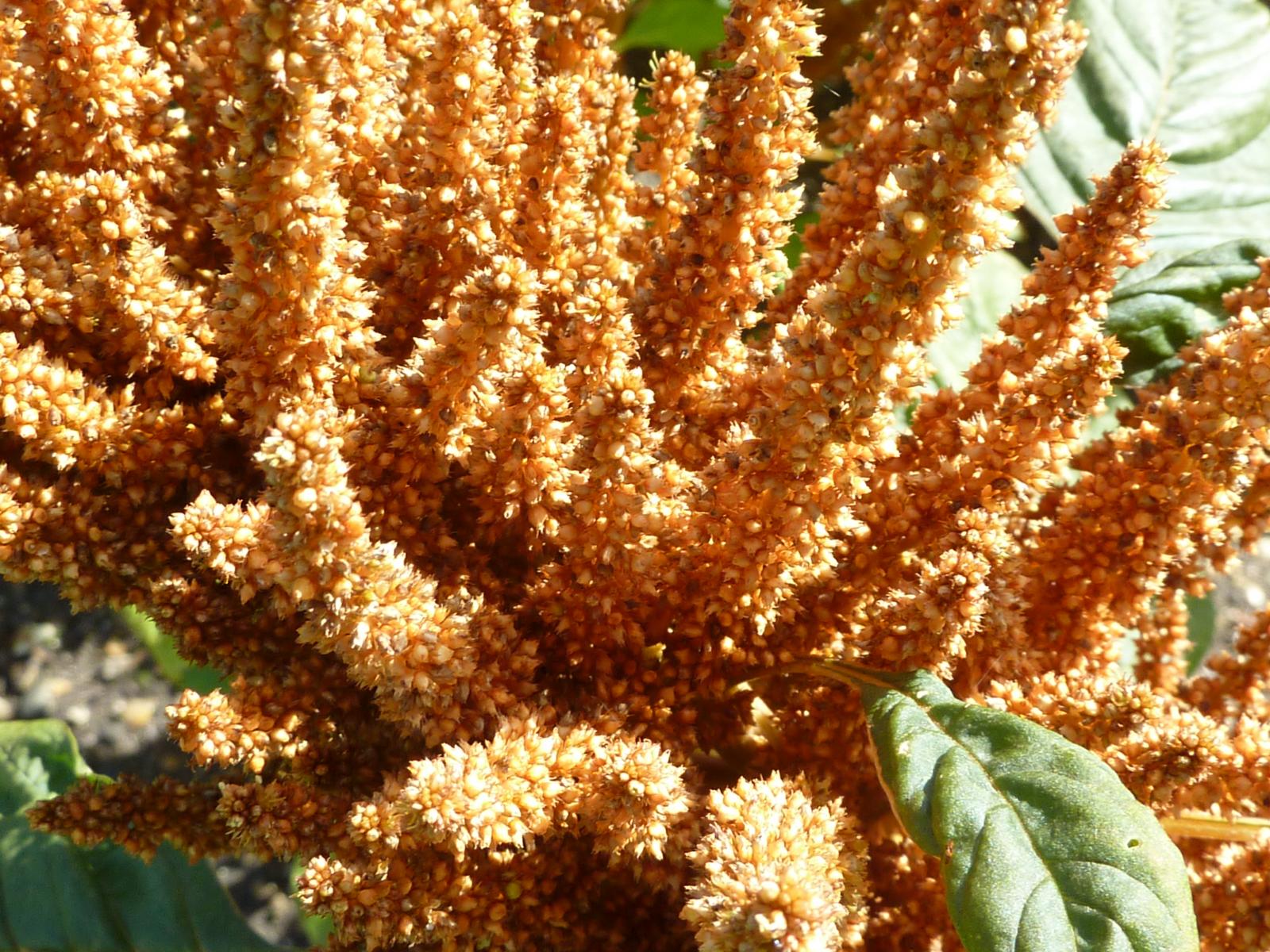 Amaranthus hypochondriacus image