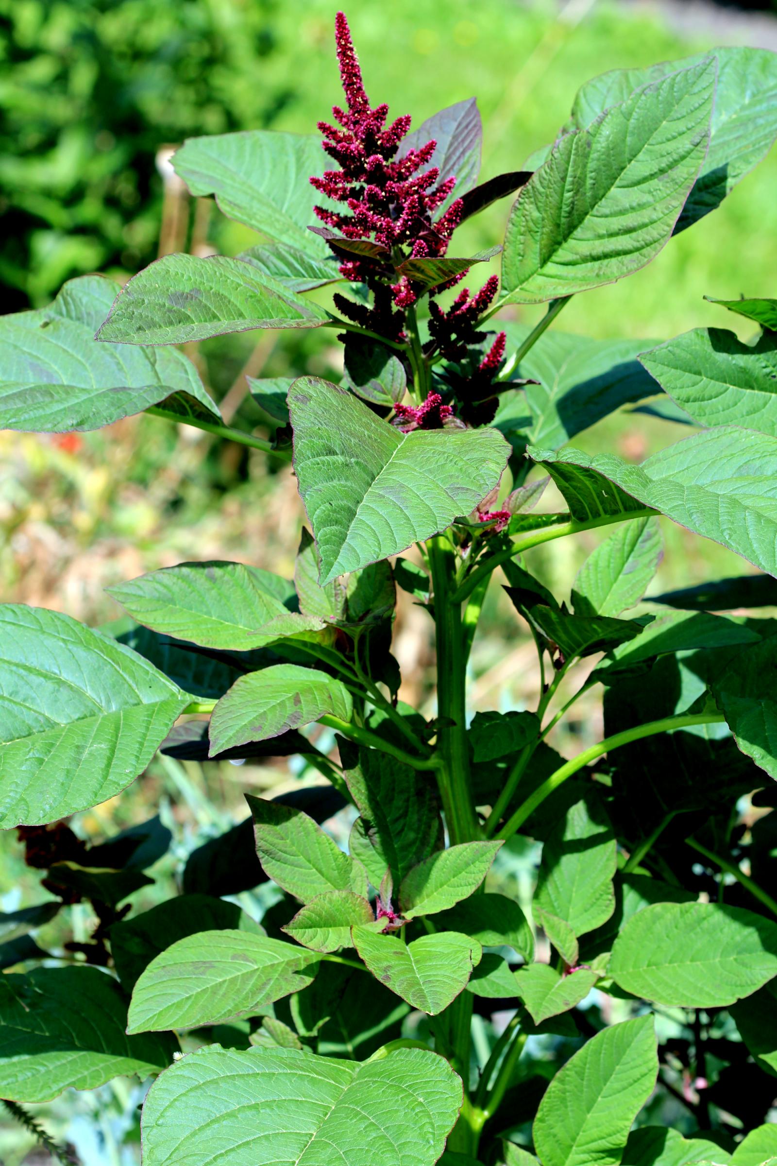 Amaranthus hypochondriacus image