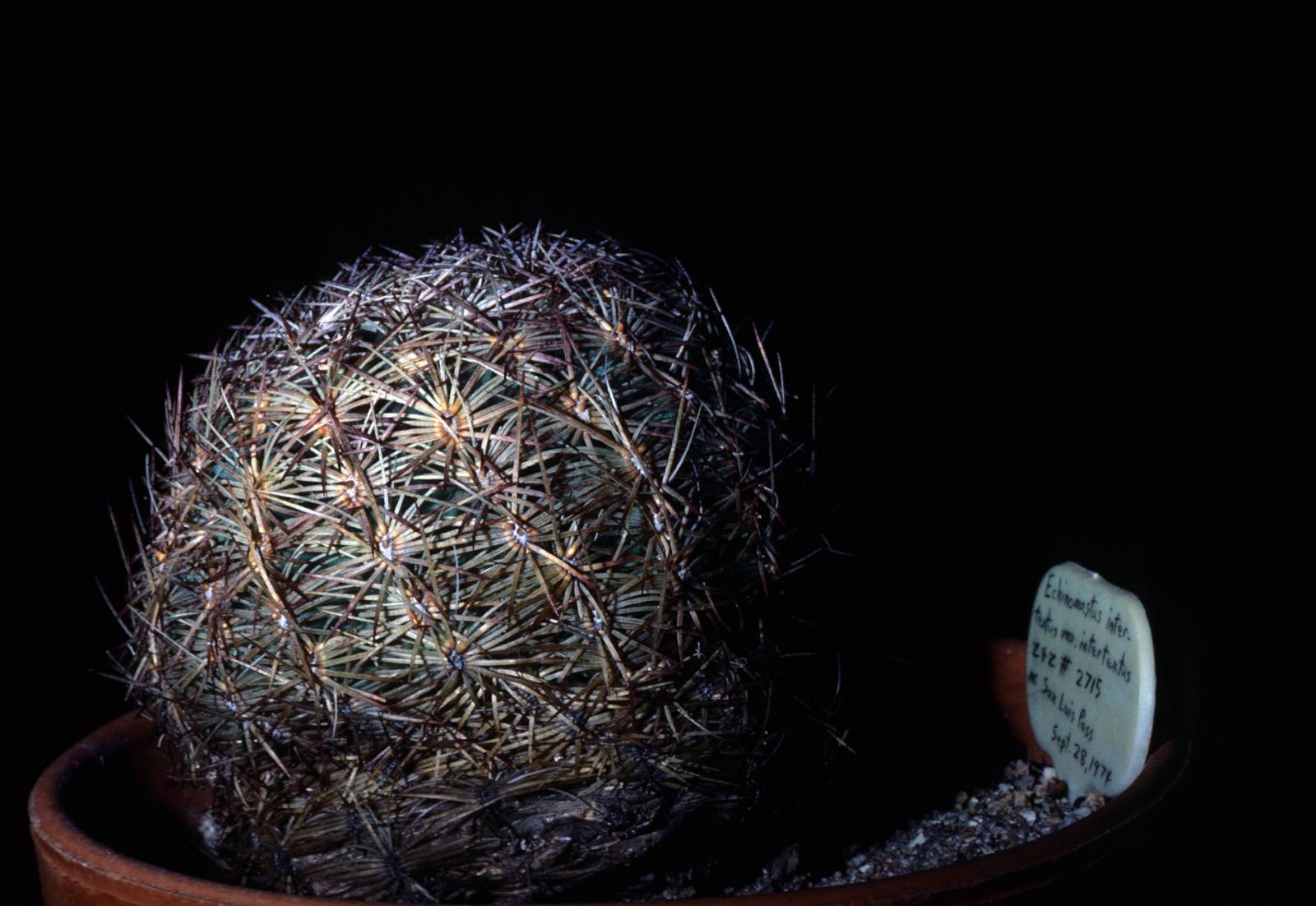 Sclerocactus intertextus image