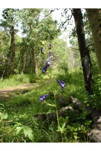 Image of Aconitum infectum