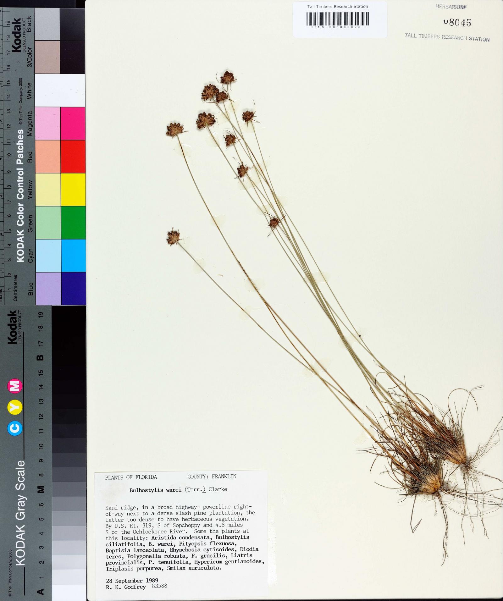 Bulbostylis warei image