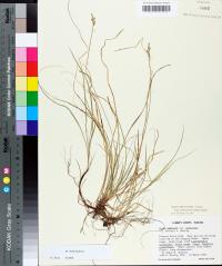 Carex albicans var. australis image