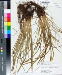 Carex abscondita image