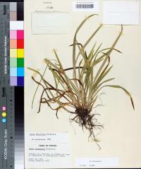 Carex abscondita image