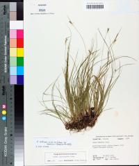 Carex albicans var. emmonsii image