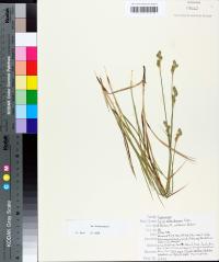 Carex albolutescens image