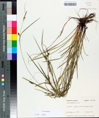 Carex amphibola image