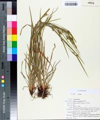 Carex amphibola image