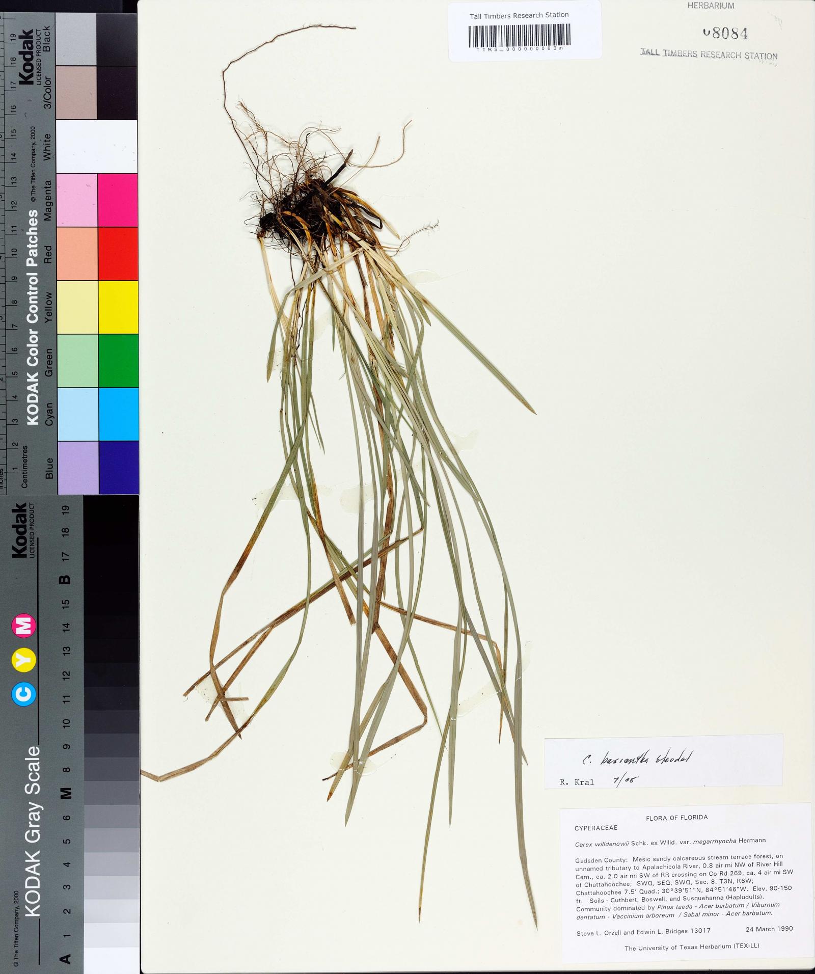 Carex basiantha image