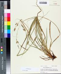 Carex cherokeensis image