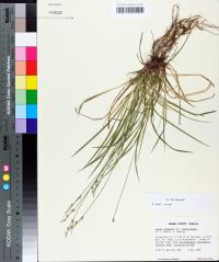 Carex communis var. amplisquama image