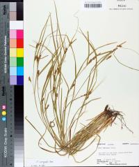 Carex corrugata image