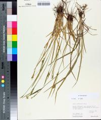 Carex crebriflora image