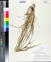 Carex crebriflora image