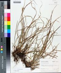 Carex dasycarpa image