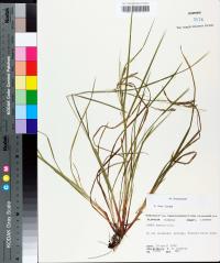 Carex debilis image