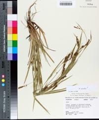 Carex flaccosperma image