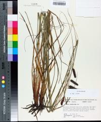 Carex glaucescens image