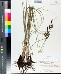 Carex glaucescens image