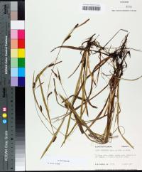 Carex granularis image