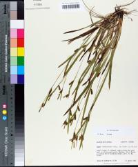Carex granularis image