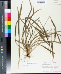 Carex kraliana image