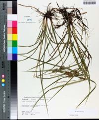 Carex louisianica image