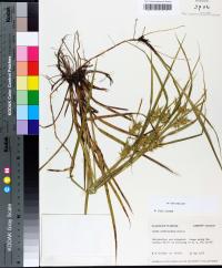 Carex louisianica image