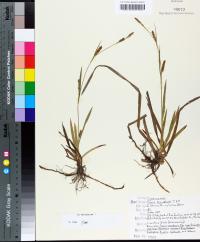 Carex microdonta image