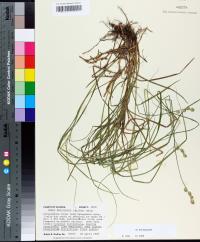 Carex reniformis image