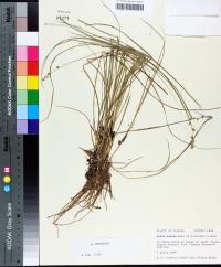 Carex seorsa image