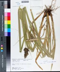 Carex stipata var. maxima image