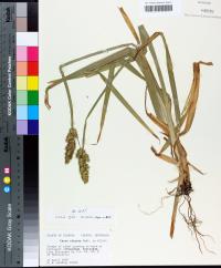 Carex stipata var. maxima image