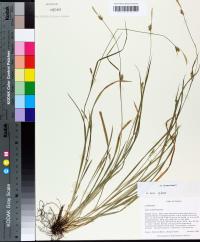 Carex styloflexa image