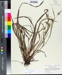 Carex turgescens image