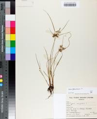 Cyperus flavescens image