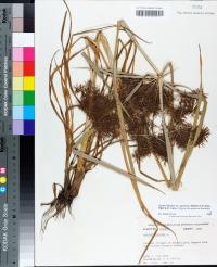 Cyperus ferax image