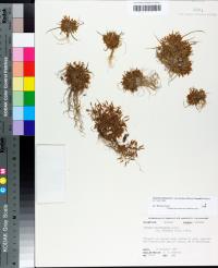 Cyperus polystachyos image