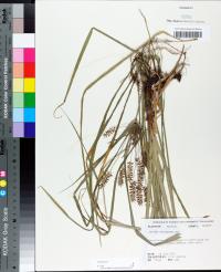 Cyperus tetragonus image