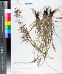 Fimbristylis dichotoma image